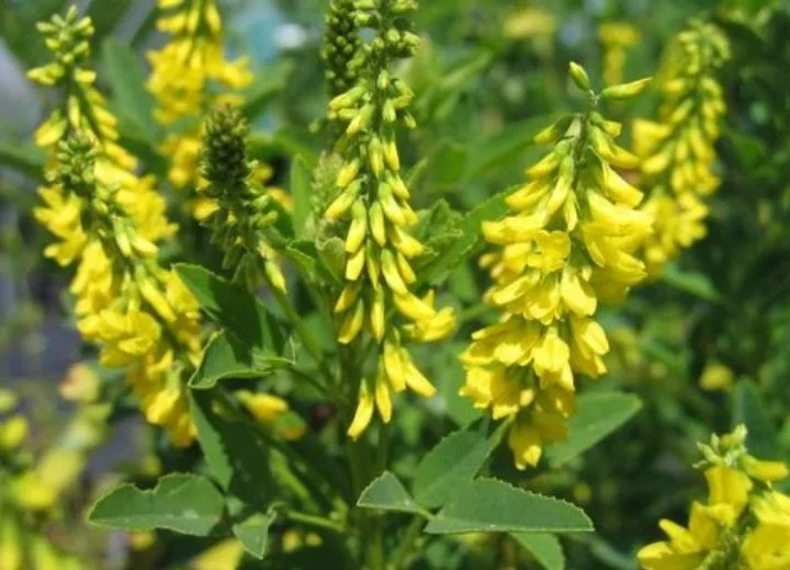 Melilotus Officinale