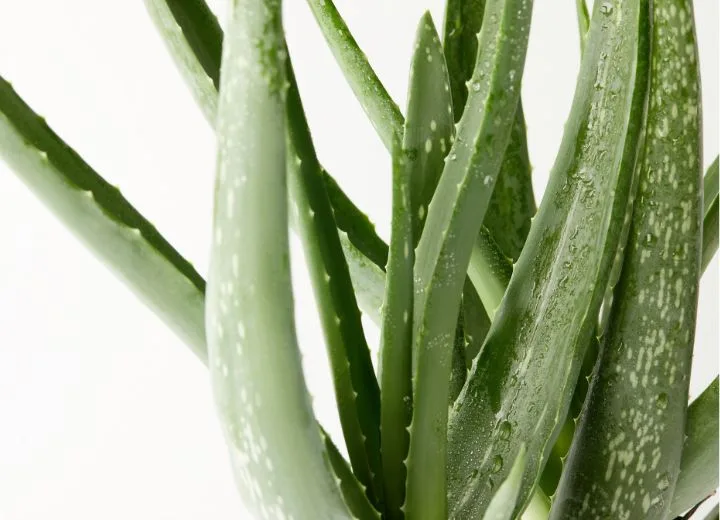 Aloe Barbadensis Gel